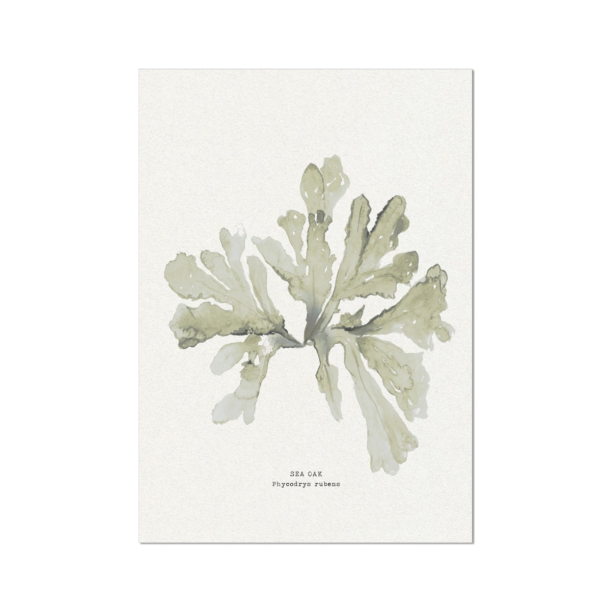 Green Seaweed Art Print | Botanical Watercolour Wall Decor | Sea Oak - Unframed