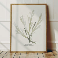 Green Seaweed Art Print | Botanical Watercolour Wall Decor | Papery Fan Weed - Framed