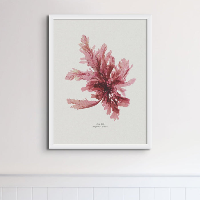 Seaweed Print Wall Art | Sea Oak No 1 - Unframed Seaweed Pressing