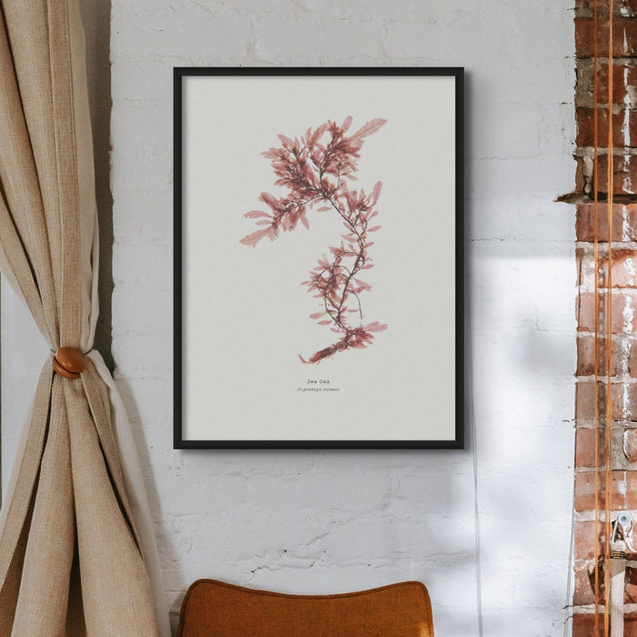 Seaweed Print Wall Art | Sea Oak No 2 - Unframed Seaweed Pressing