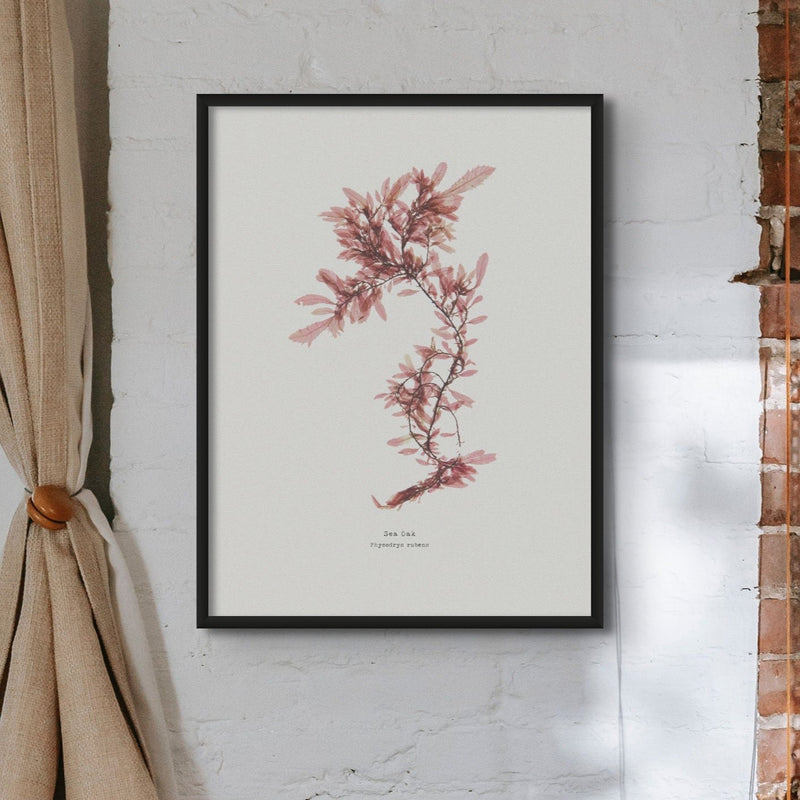 Sea Oak No 2 Seaweed Print |Pressed Seaweed Art  - Framed