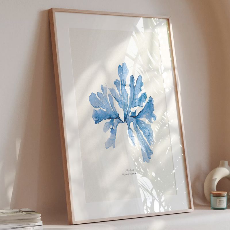 Indigo Seaweed Print | Botanical Seaweed Art (Sea Oak) - Framed