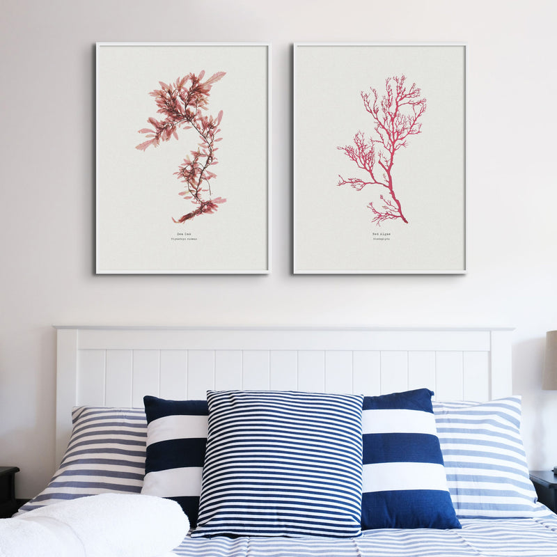 Seaweed Print Wall Art | Red Algae No 1 - Unframed Seaweed Pressing