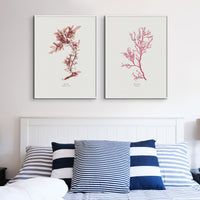 Seaweed Print Wall Art | Red Algae No 1 - Framed Seaweed Pressing