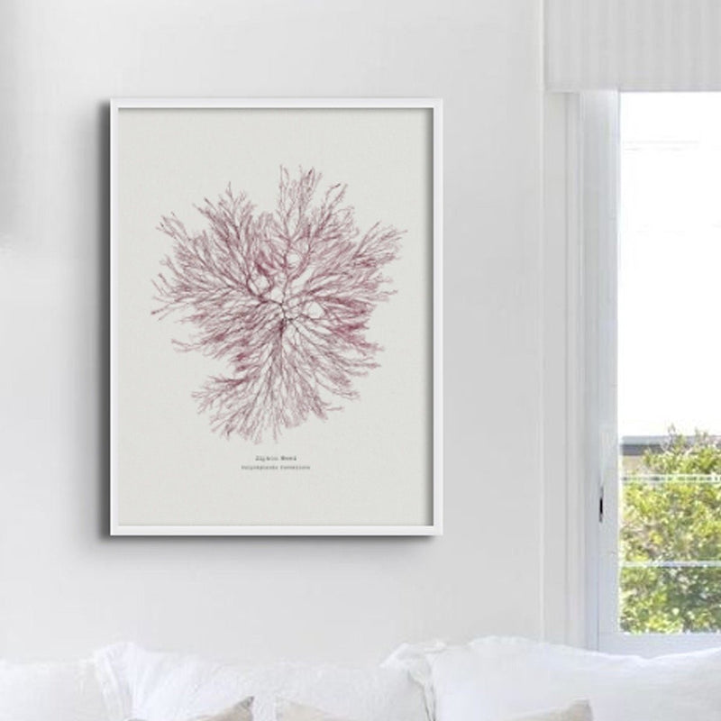 Seaweed Print Wall Art | Siphon Weed No 1 - Framed Seaweed Pressing