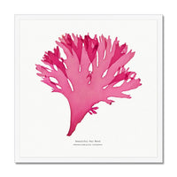 Beautiful Fan Weed No 3 Seaweed Print |Pressed Seaweed Art - Framed