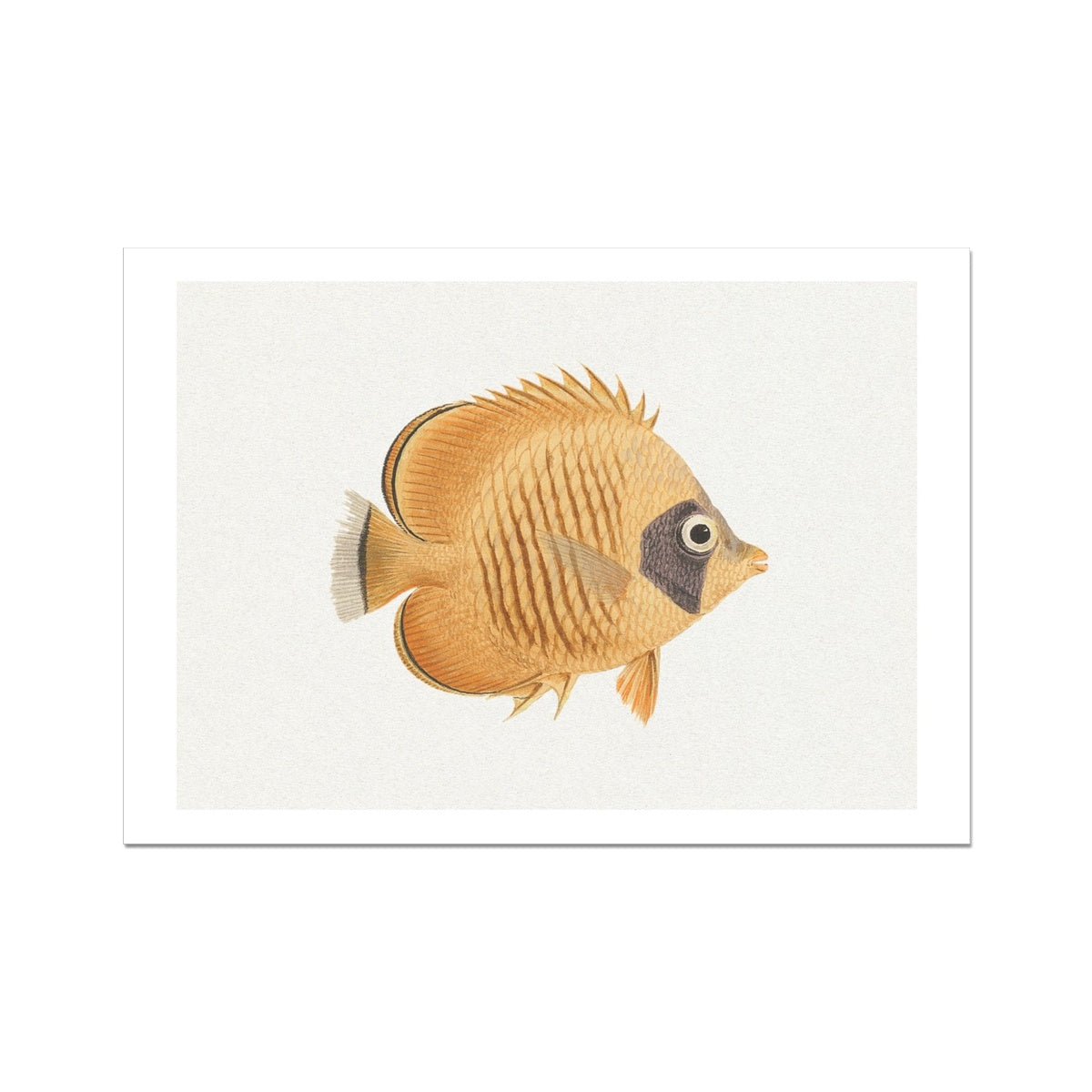 Vintage Fish Painting No. 2 | Fish Wall Art Print - Unframed