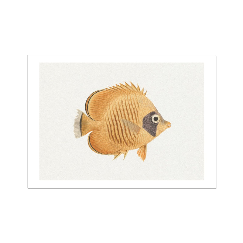 Vintage Fish Painting No. 2 | Fish Wall Art Print - Unframed