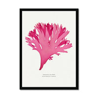 Beautiful Fan Weed No 3 Seaweed Print |Pressed Seaweed Art - Framed