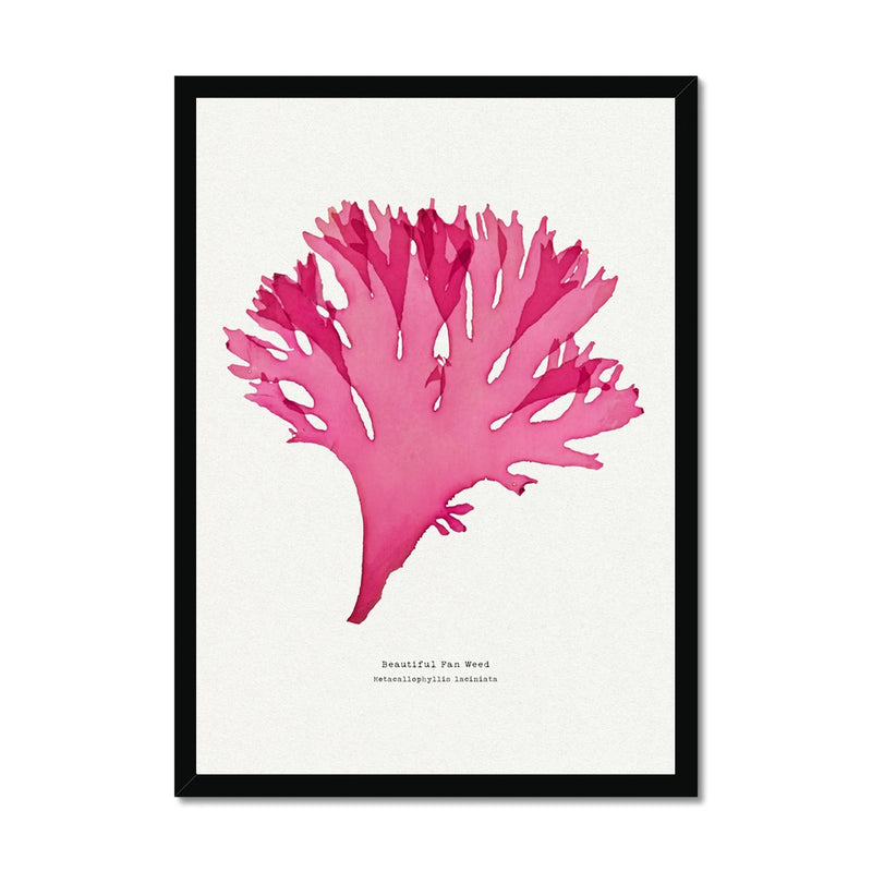 Beautiful Fan Weed No 3 Seaweed Print |Pressed Seaweed Art - Framed