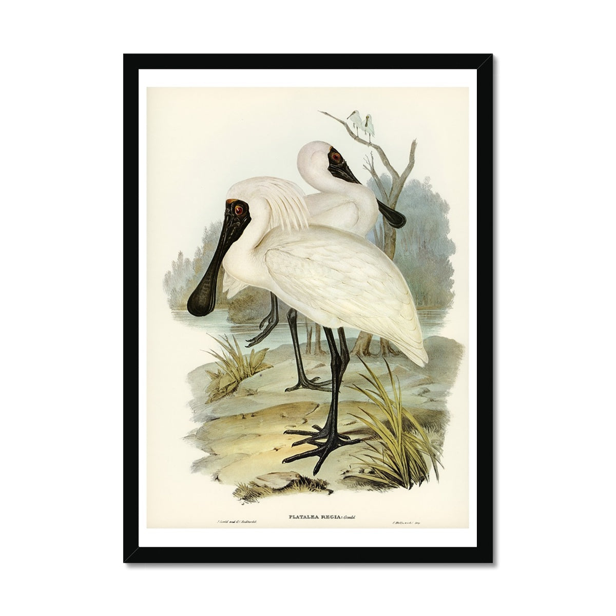 Spoonbill (Royal) Vintage Bird Art Print - Framed