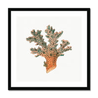 Reef Coral Print No 2 | Vintage Coral Print Wall Art - Framed