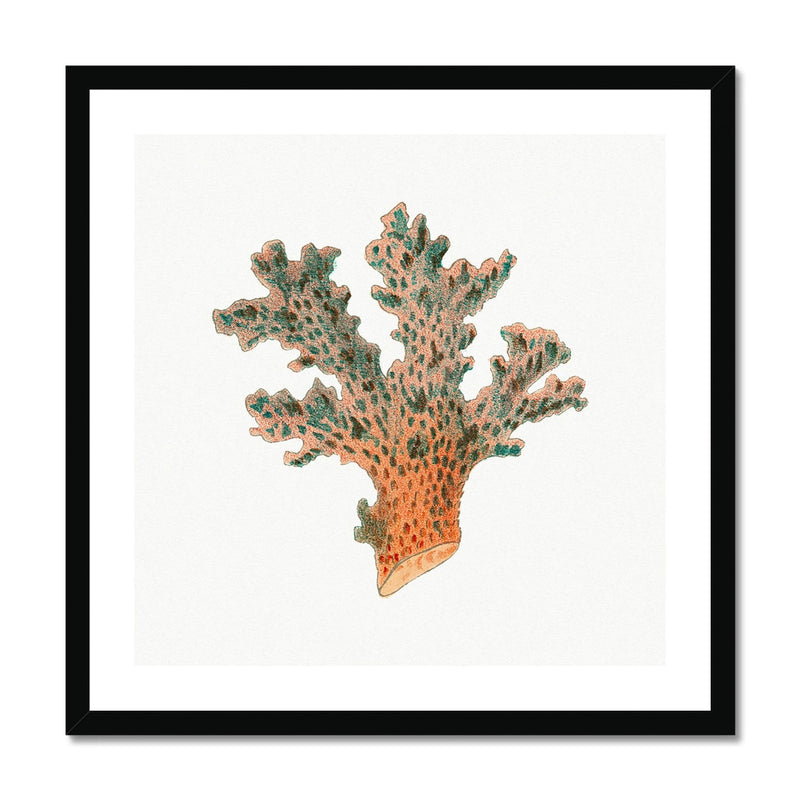 Reef Coral Print No 2 | Vintage Coral Print Wall Art - Framed