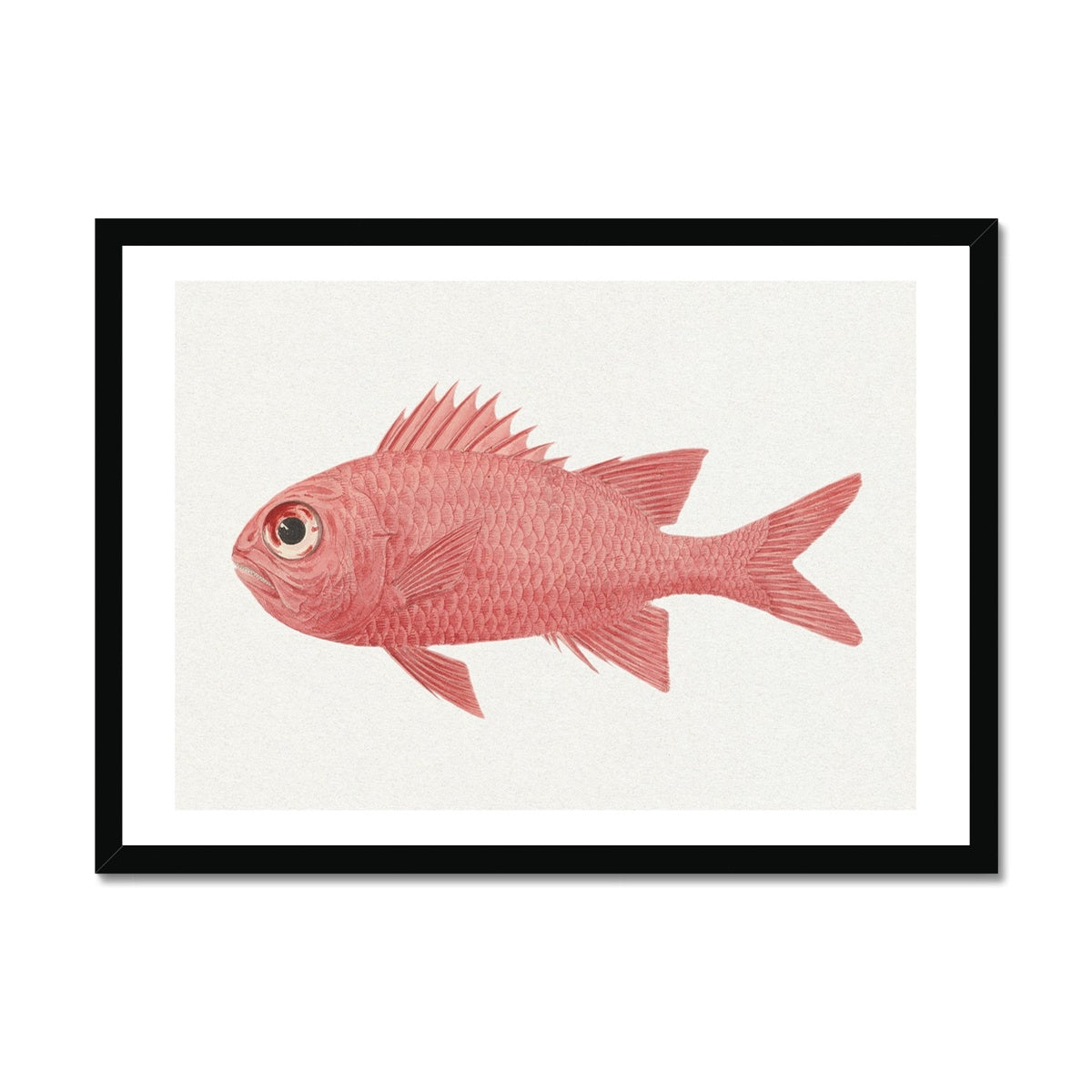 Vintage Fish Painting No. 3 | Fish Wall Art  - Framed