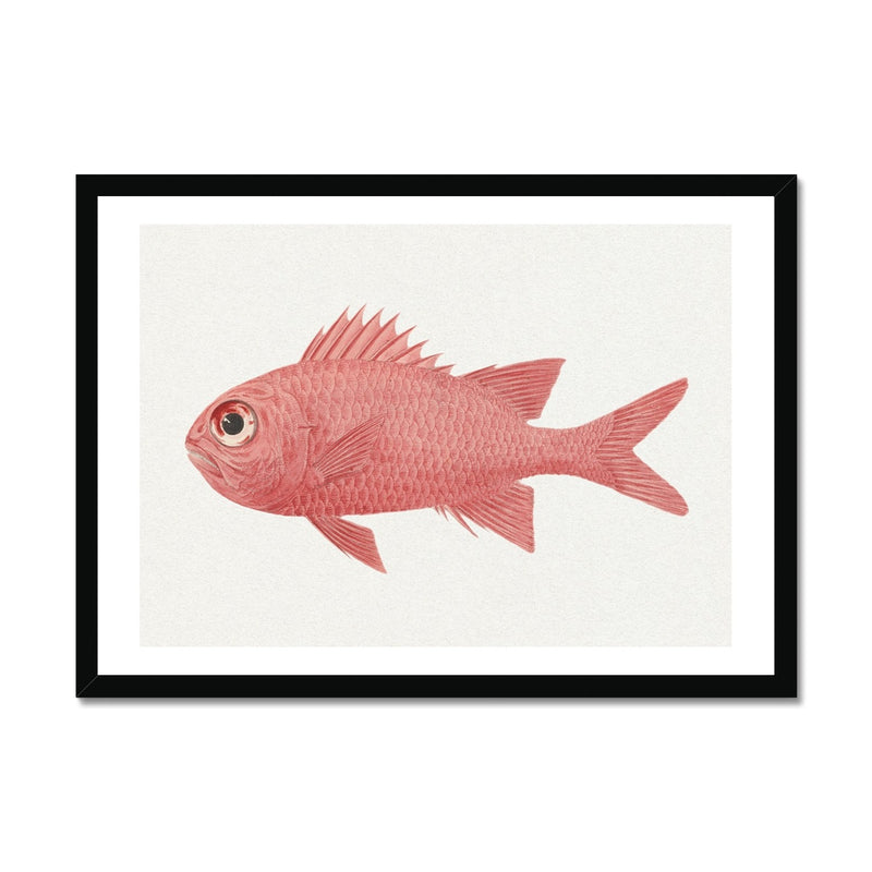 Vintage Fish Painting No. 3 | Fish Wall Art  - Framed