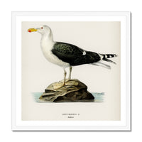 Seagull Painting | Vintage Bird Art Print - Framed