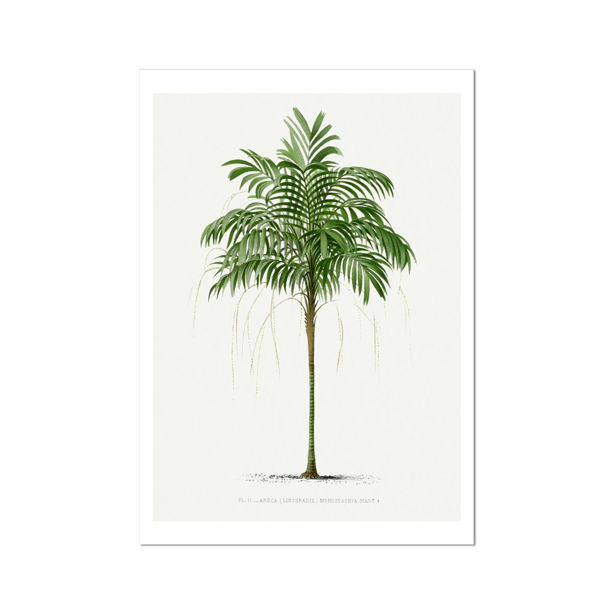 Areca Palm Tree Print | Vintage Palm Tree Art Print - Unframed