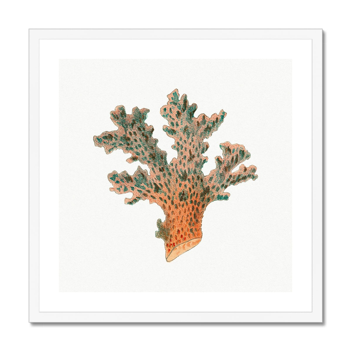 Reef Coral Print No 2 | Vintage Coral Print Wall Art - Framed