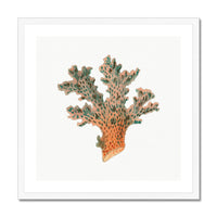 Reef Coral Print No 2 | Vintage Coral Print Wall Art - Framed