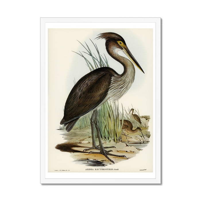 Heron (Great Billed) Vintage Bird Art Print - Framed