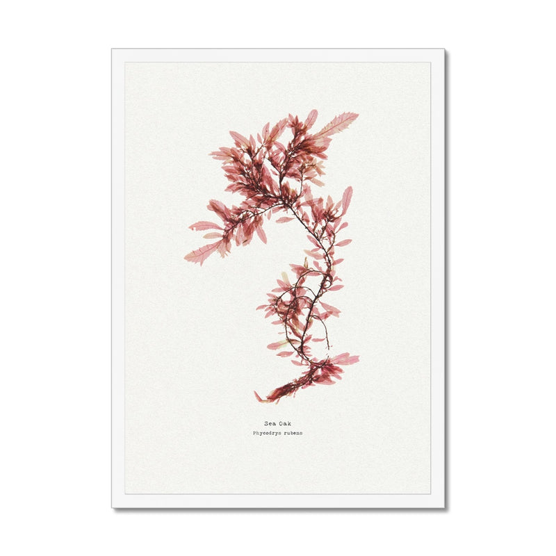 Sea Oak No 2 Seaweed Print |Pressed Seaweed Art  - Framed