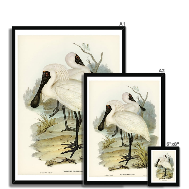 Spoonbill (Royal) Vintage Bird Art Print - Framed