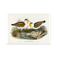 Lapwing Painting | Vintage Bird Art Print - Unframed