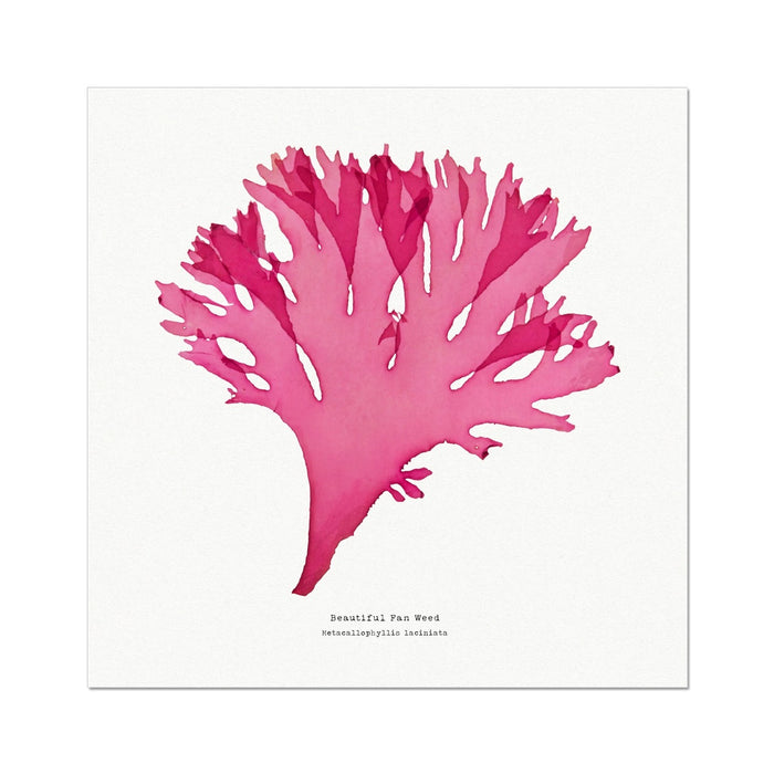 Seaweed Print Wall Art (Square) Beautiful Fan Weed No 3 - Unframed