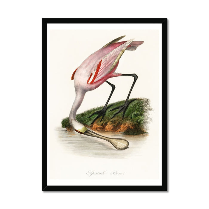 Spoonbill (Pink) Vintage Bird Art Print - Framed