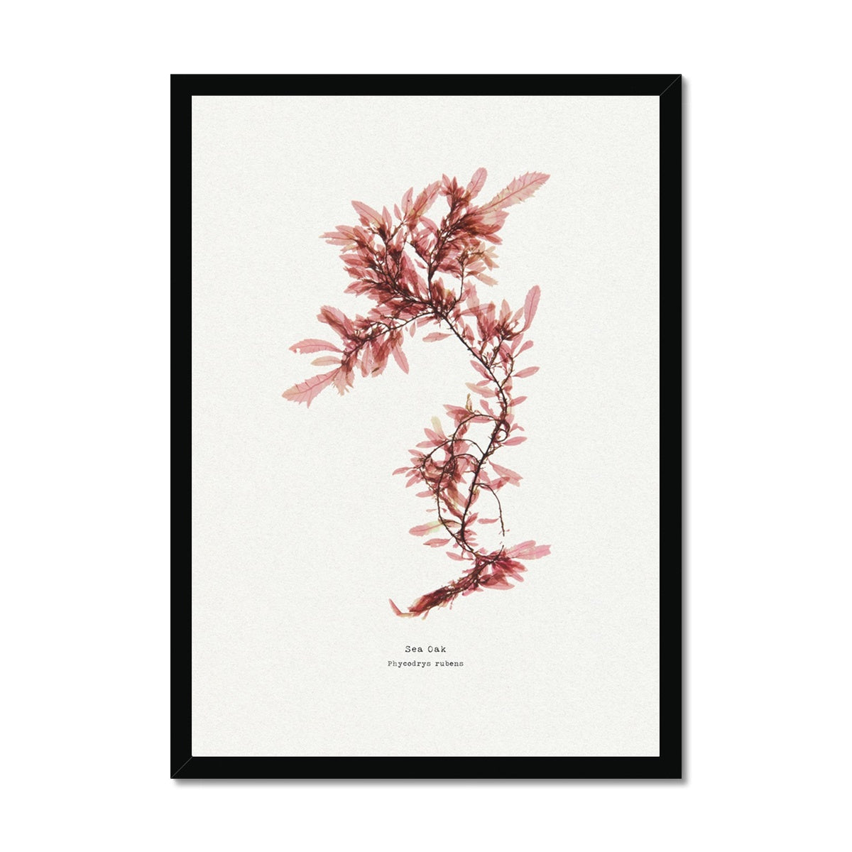 Sea Oak No 2 Seaweed Print |Pressed Seaweed Art  - Framed