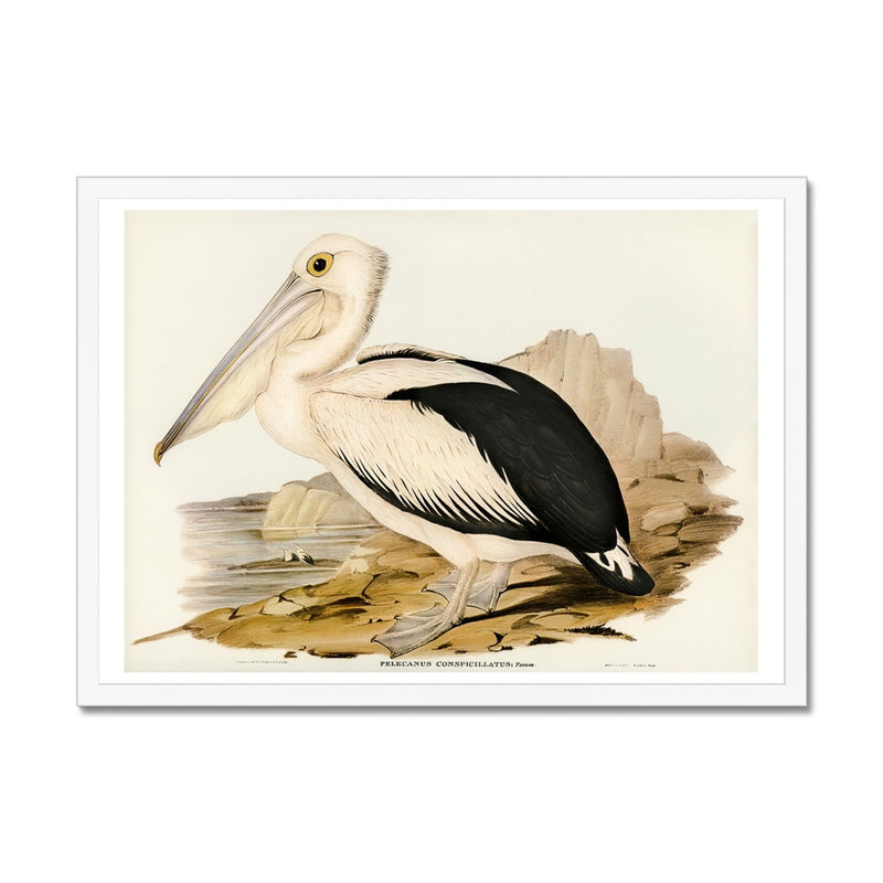 Pelican Painting | Vintage Bird Art Print - Framed