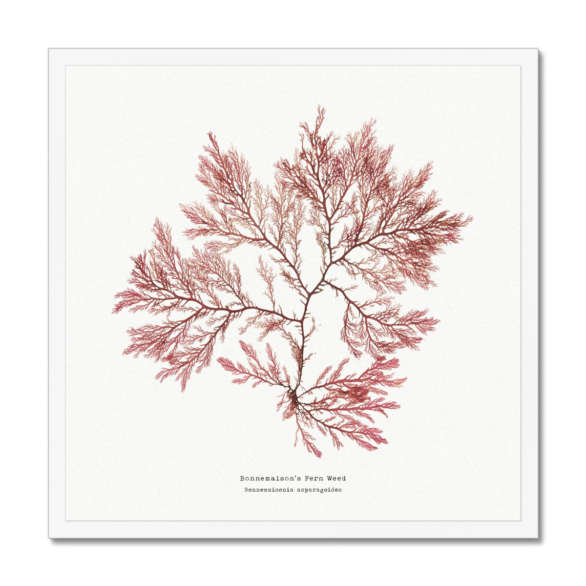 Square Seaweed Print | Pressed Seaweed Print Fern Weed No 2 - Framed