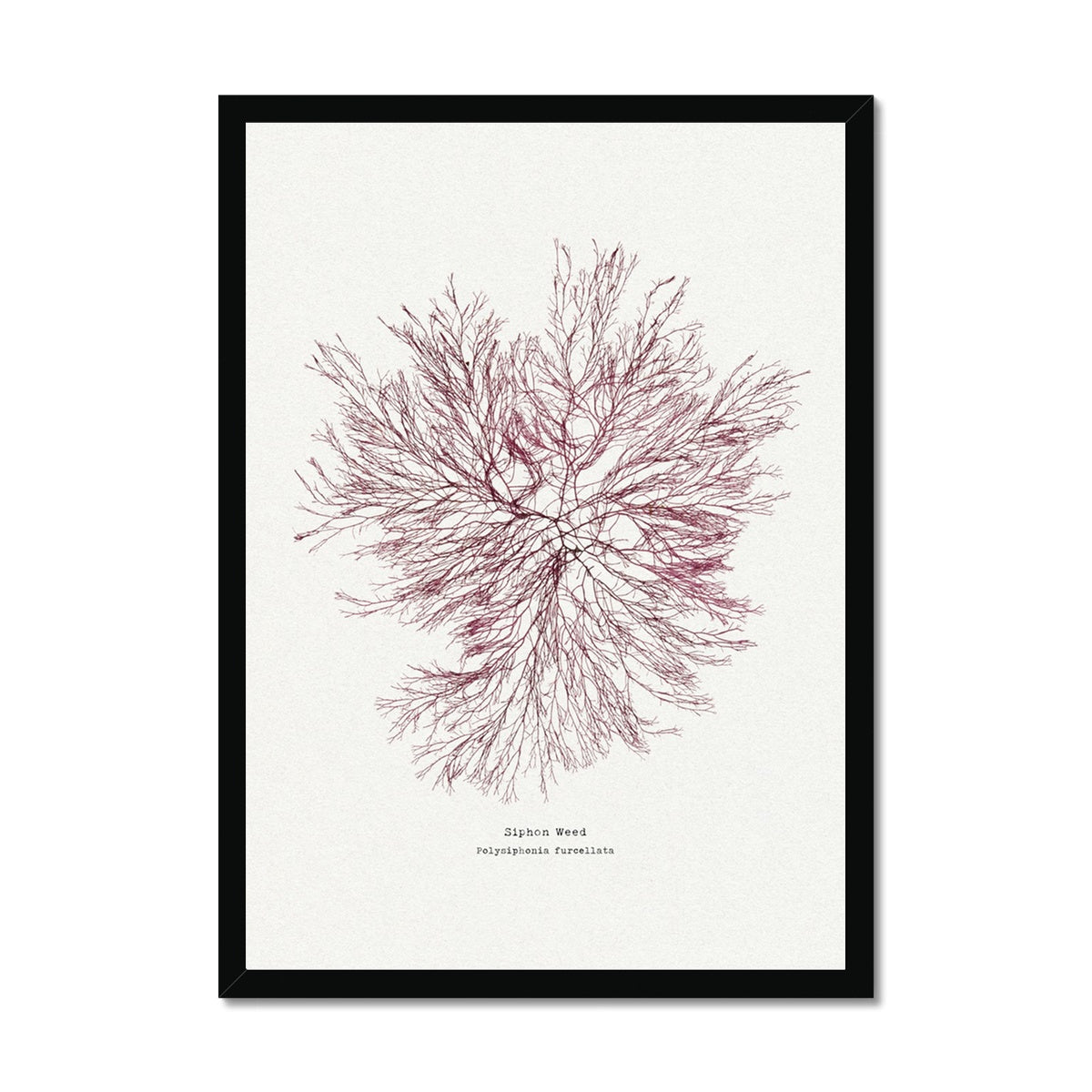 Seaweed Print Wall Art | Siphon Weed No 1 - Framed Seaweed Pressing