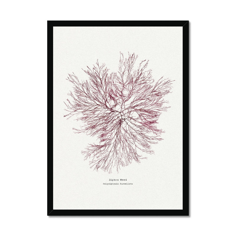 Seaweed Print Wall Art | Siphon Weed No 1 - Framed Seaweed Pressing