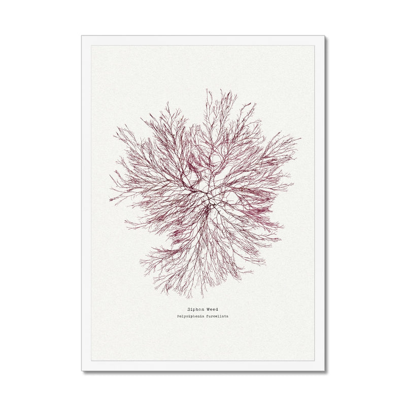 Seaweed Print Wall Art | Siphon Weed No 1 - Framed Seaweed Pressing