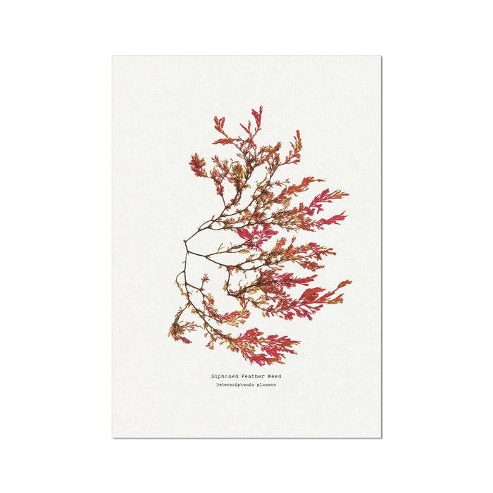 Seaweed Print Wall Art | Siphoned Feather Weed No 1 - Unframed Seaweed Pressing