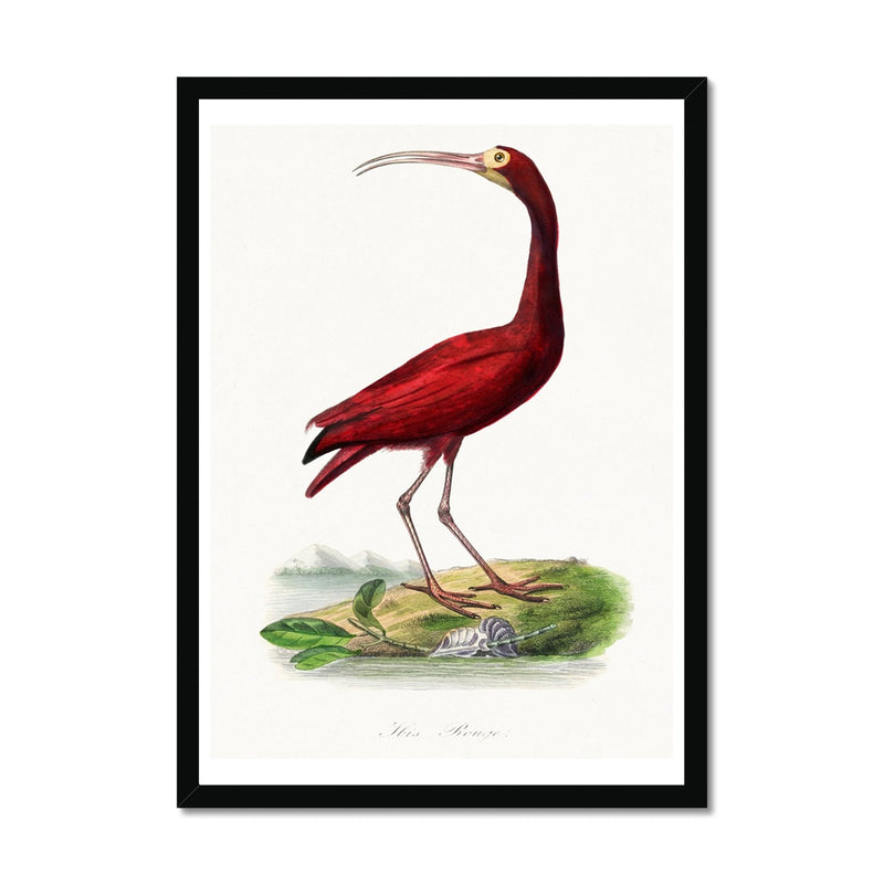 Red Ibis | Vintage Bird Art Print - Framed