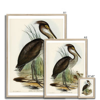 Great Billed Heron  Vintage Bird Art Print - Framed