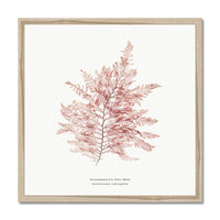 Square Seaweed Print Wall Art | Fern Weed No 1 - Framed