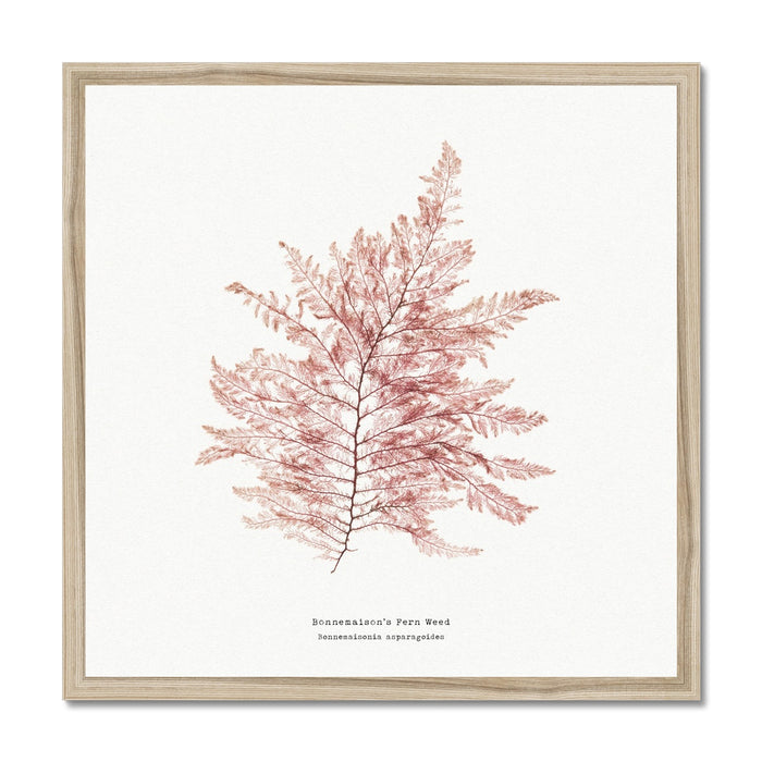 Square Seaweed Print Wall Art | Fern Weed No 1 - Framed