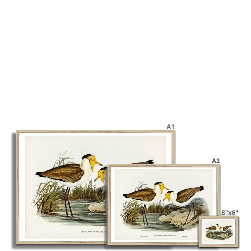 Lapwing Painting | Vintage Bird Art Print - Framed