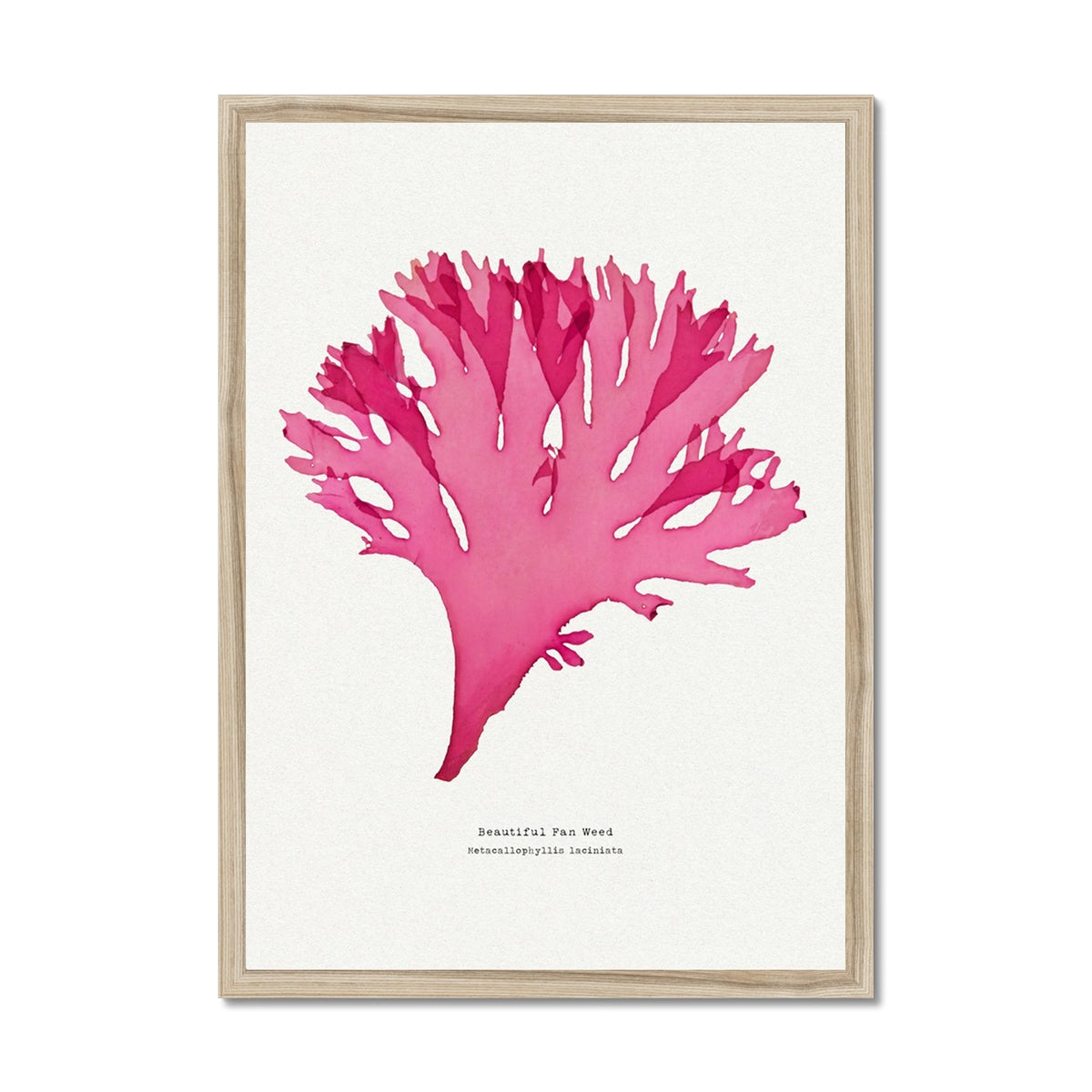 Beautiful Fan Weed No 3 Seaweed Print |Pressed Seaweed Art - Framed