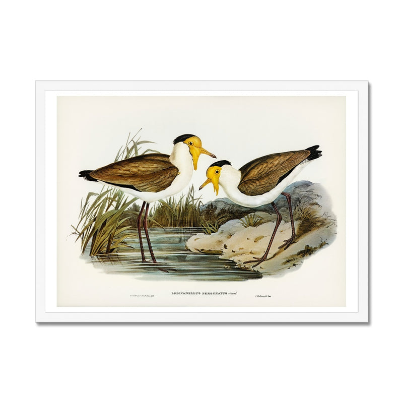 Lapwing Painting | Vintage Bird Art Print - Framed