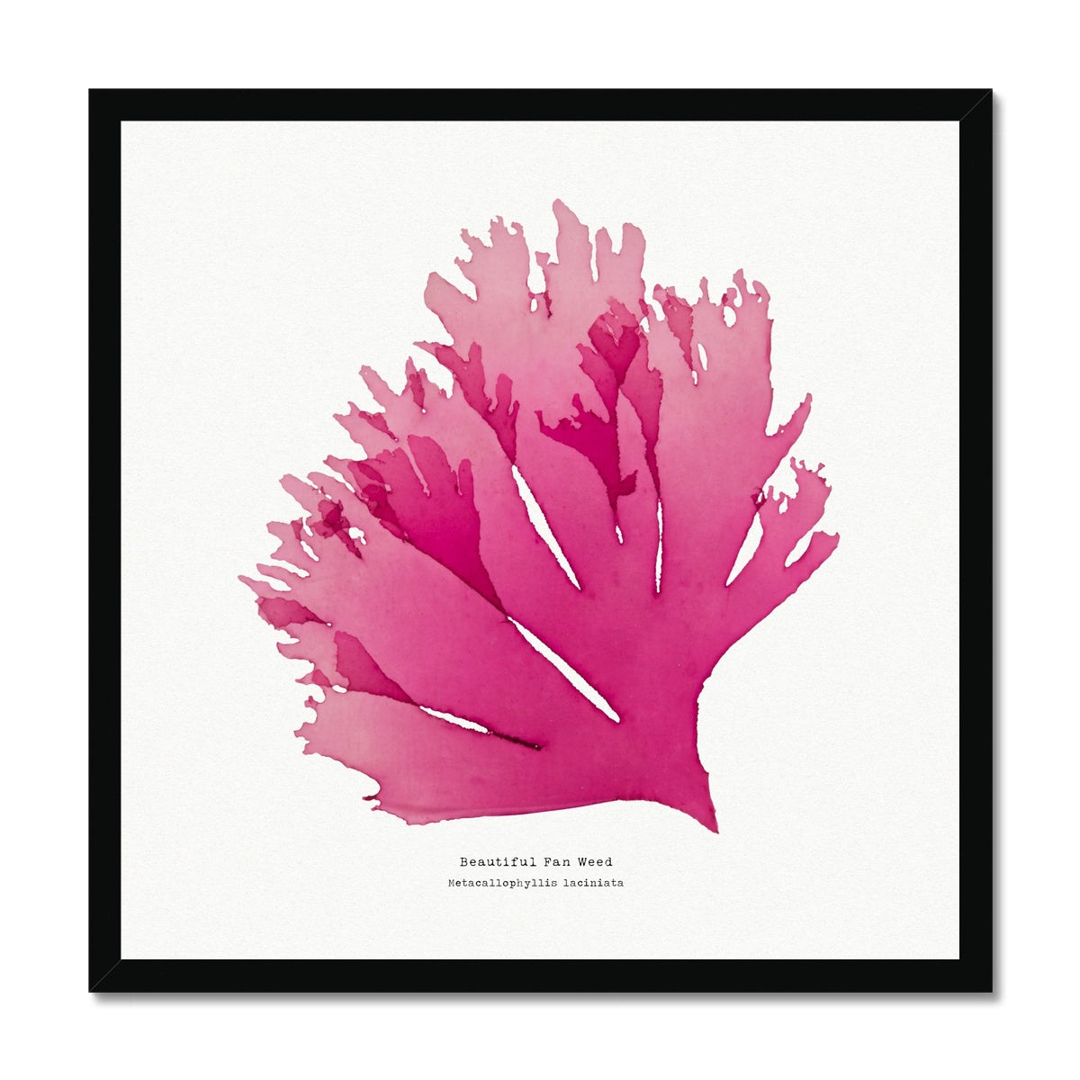 Beautiful Fan Weed No 1 Seaweed Print |Pressed Seaweed Art - Framed