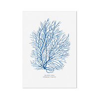 Coral Print | Marine Blue Coral Painting No 3 - Unframed