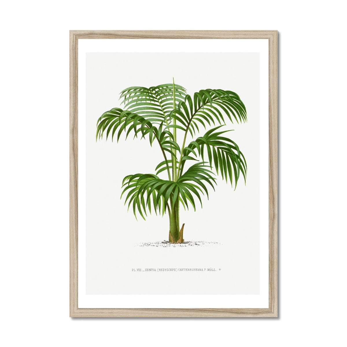 Kentia Palm Tree Print | Vintage Botanical Palm Art Print - Framed