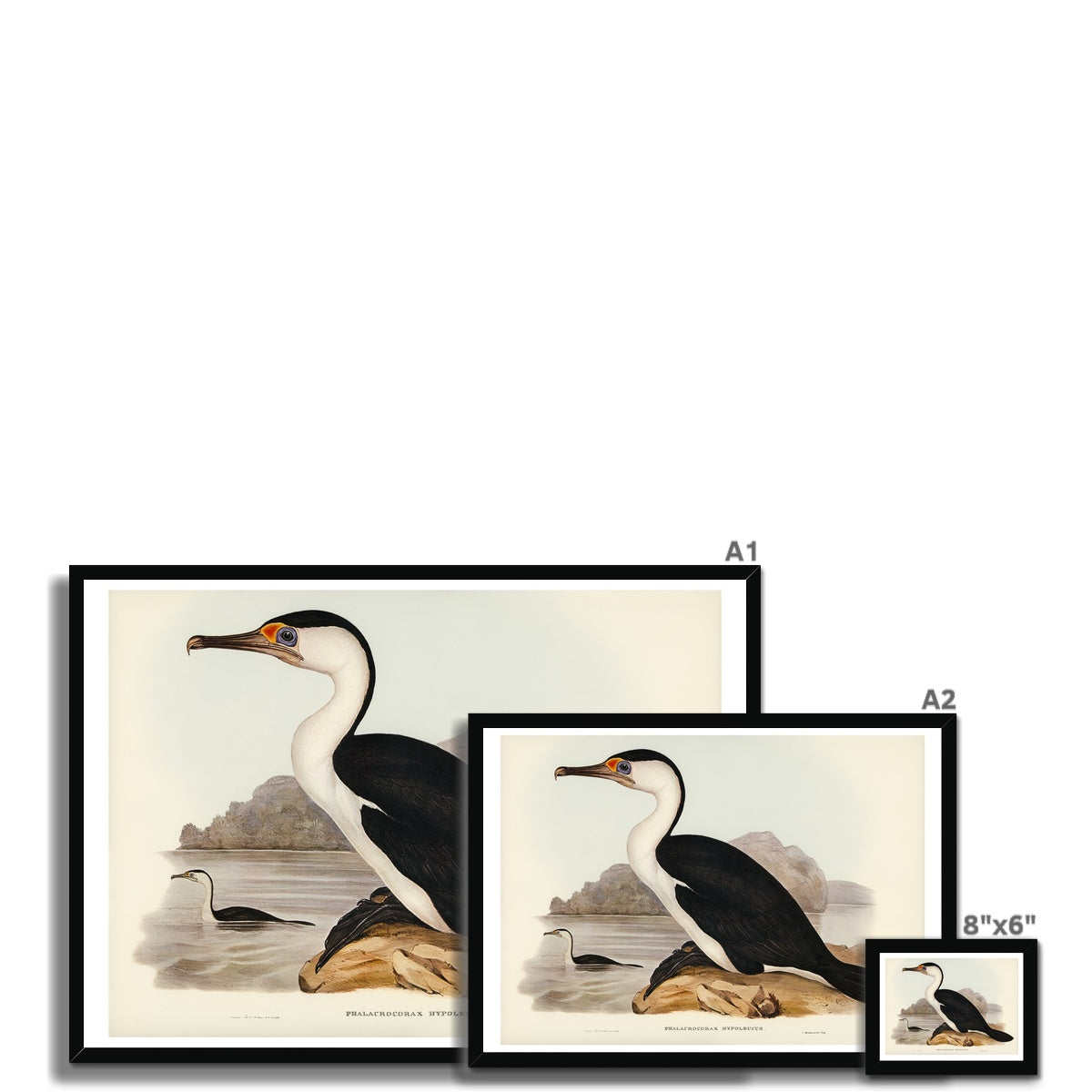 Cormorant Painting | Vintage Bird Art Print - Framed