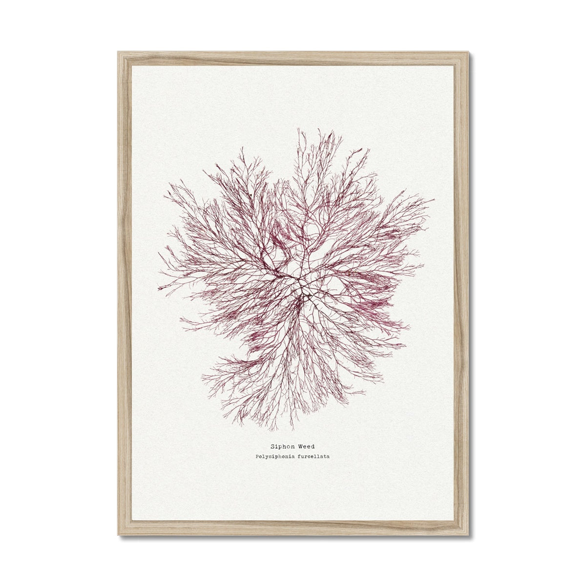 Seaweed Print Wall Art | Siphon Weed No 1 - Framed Seaweed Pressing