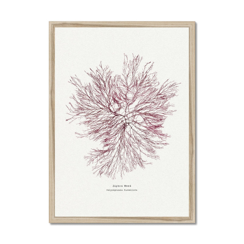 Seaweed Print Wall Art | Siphon Weed No 1 - Framed Seaweed Pressing