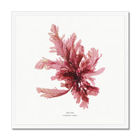 Square Seaweed Print Wall Art | Sea Oak No 1 - Framed